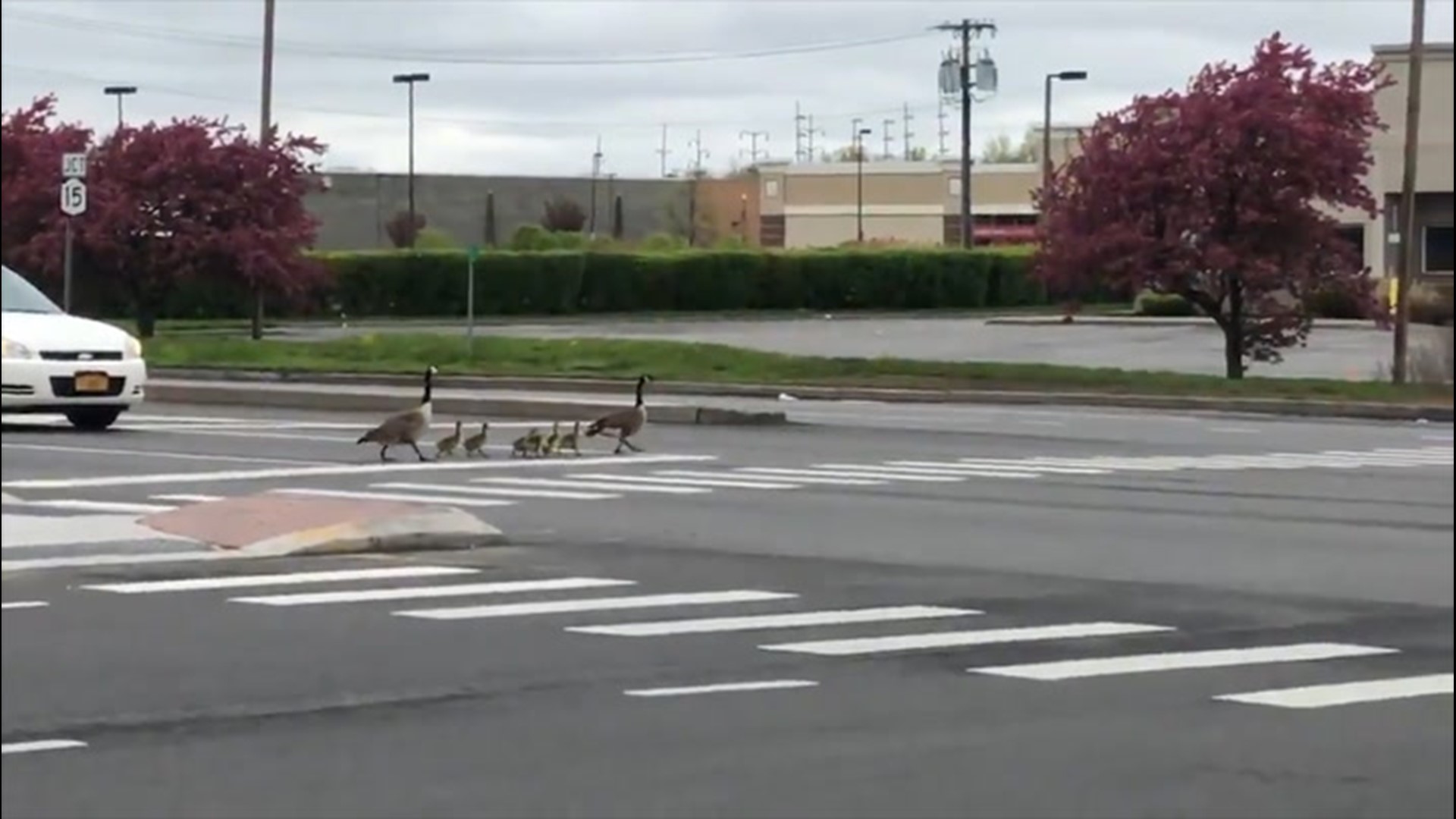 Two geese and their goslings safely crossed a road in Henrietta, New York, under a cloudy sky on Wednesday, May 5.