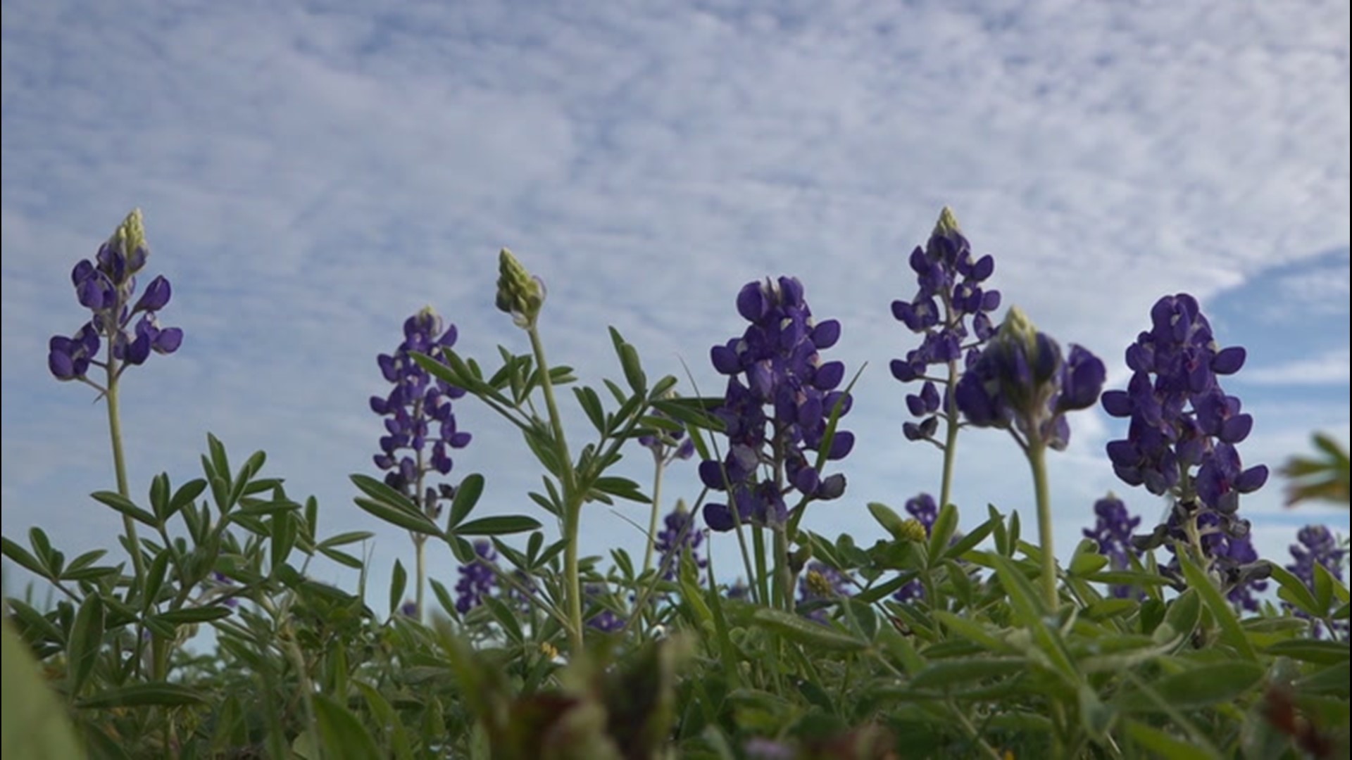 Horticulture experts say mild winter conditions and above-average spring rainfall in parts of Texas have led to an early and colorful wildflower bloom.