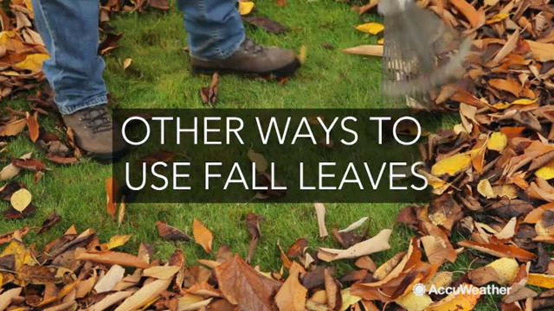 As autumn leaves fall to the ground, you could just rake them up and toss them aside, but leaves have many other uses.