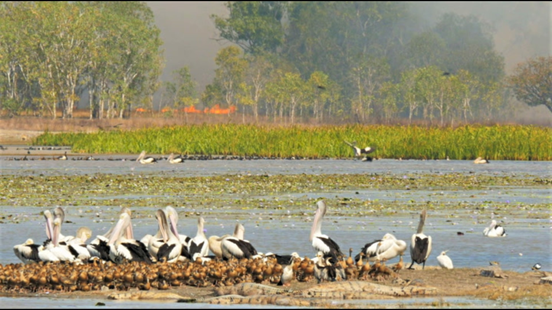 While wildfires can devastate areas by destroying homes and structures, here's a look into how wildlife is often affected by these dangerous events.