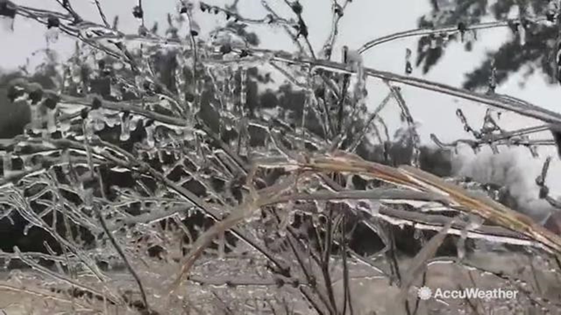 This beautiful sight just outside of Danville, Virginia shows ice covering plants and the branches of trees on Jan. 13.  It is also very dangerous because the trees are getting bent by the weight of the ice, which could be hazardous to power lines and cau