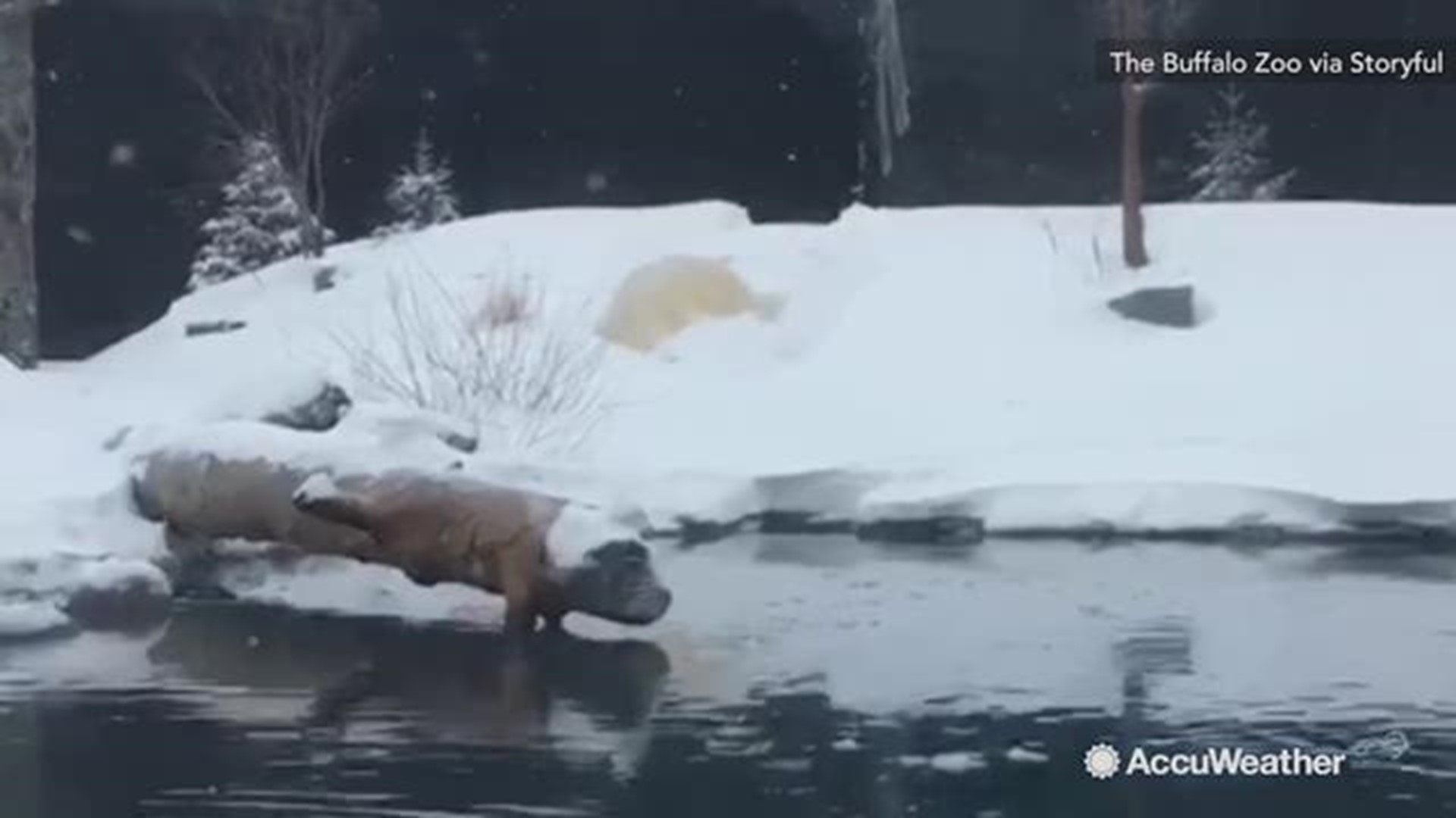 Sakari, a polar bear, was excited as snow blanketed the Buffalo Zoo on January 20. The snow was apart of a winter storm which dropped more than a foot of snow in some parts of New York.