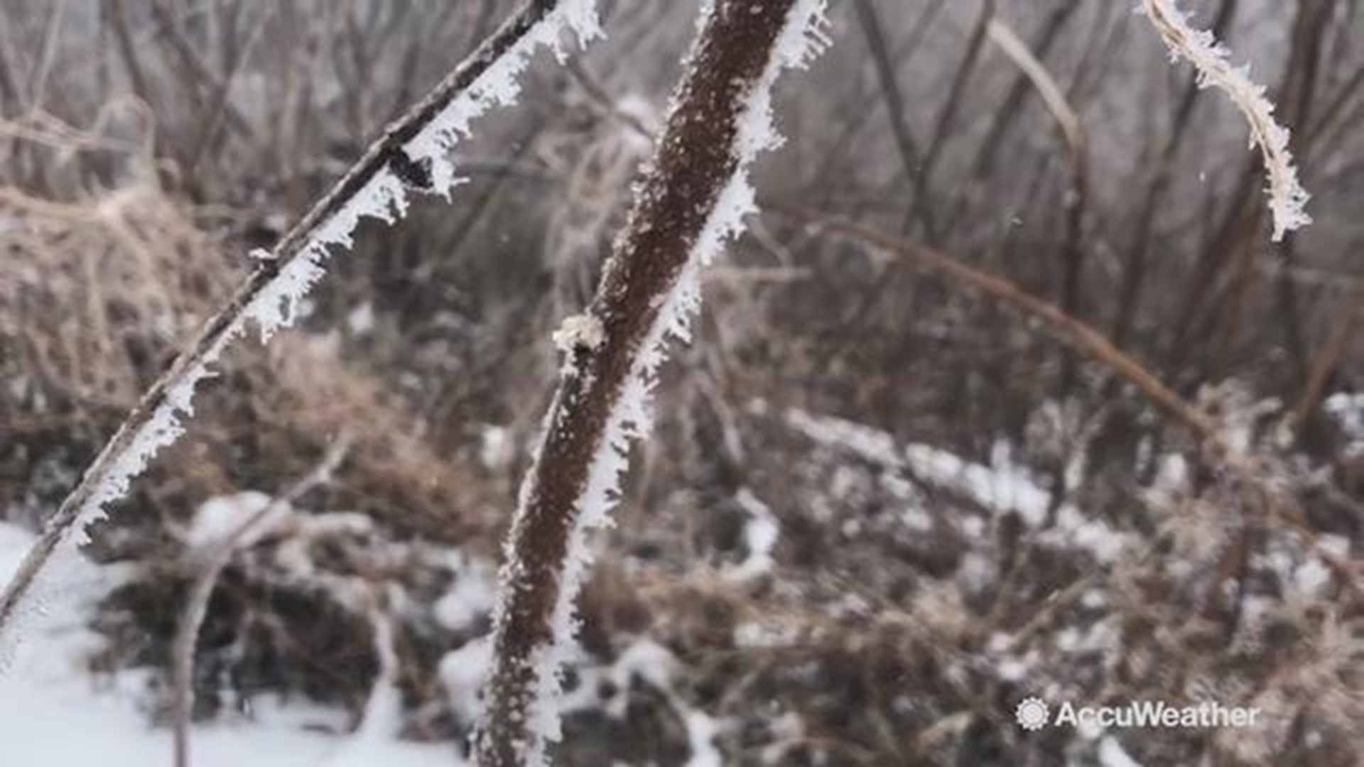 This beautiful sight of rime ice was spotted in Staunton, Virginia on Jan. 13.  It formed due to a period of freezing fog and rain.