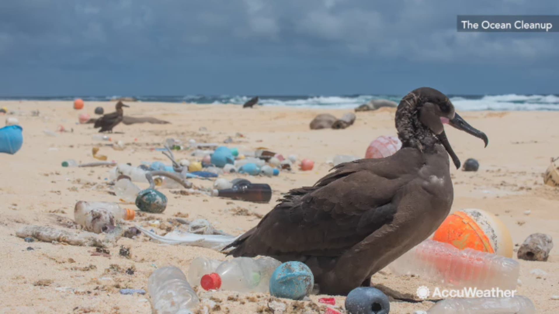 The garbage patch sits in the Pacific Ocean and is three times the size of France.