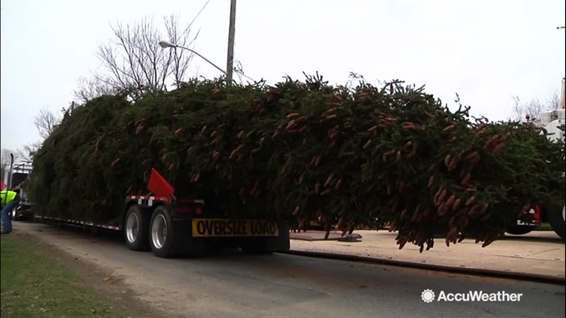 The tree that will be decorated and displayed in Rockefeller Center was just harvested on Nov. 7, in Florida, New York, and it is big to say the least.