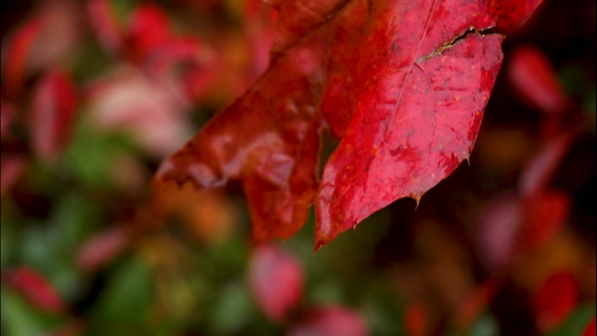 Searching for fall foliage? Pennsylvania may be a safe bet. AccuWeather's Lincoln Riddle has more on what sets the Keystone state apart when it comes to the changing of the leaves.