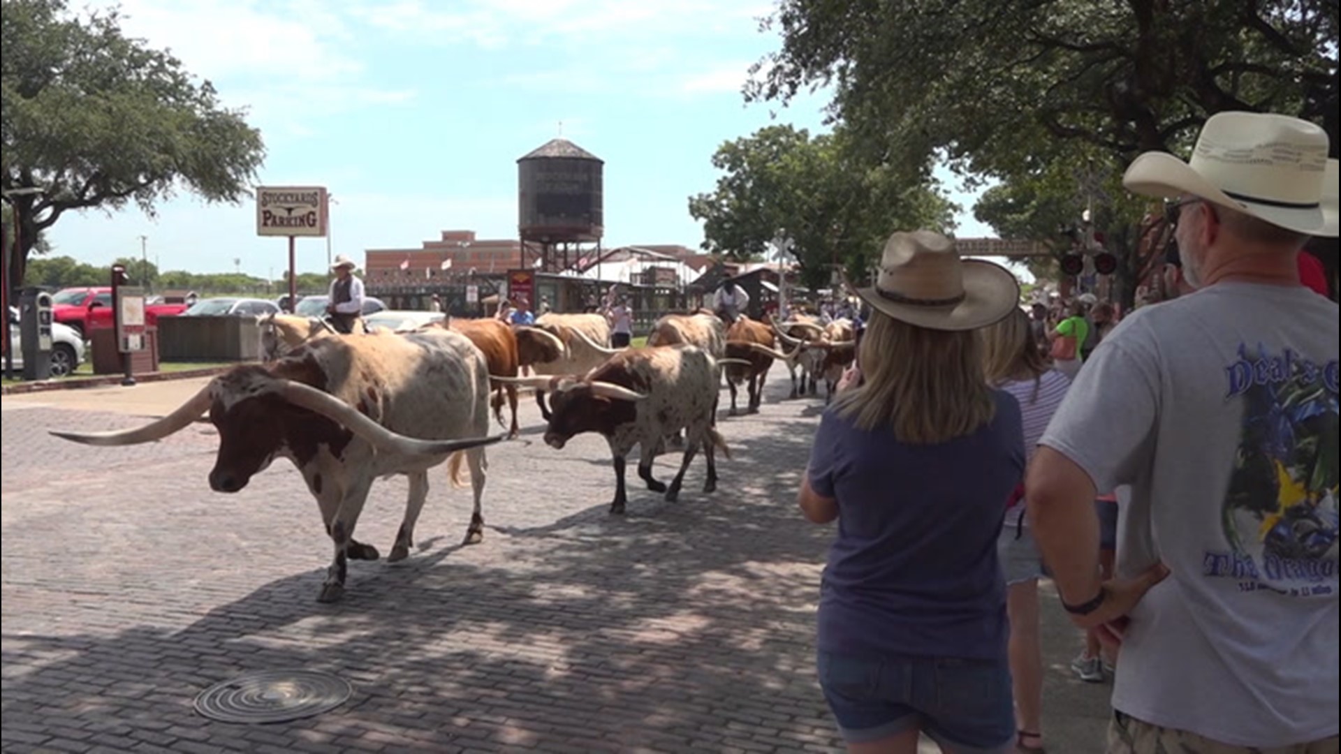 As a heat wave bakes the south and central Plains, organizers have been forced to cancel several of the historic Fort Worth cattle drives because of the heat.