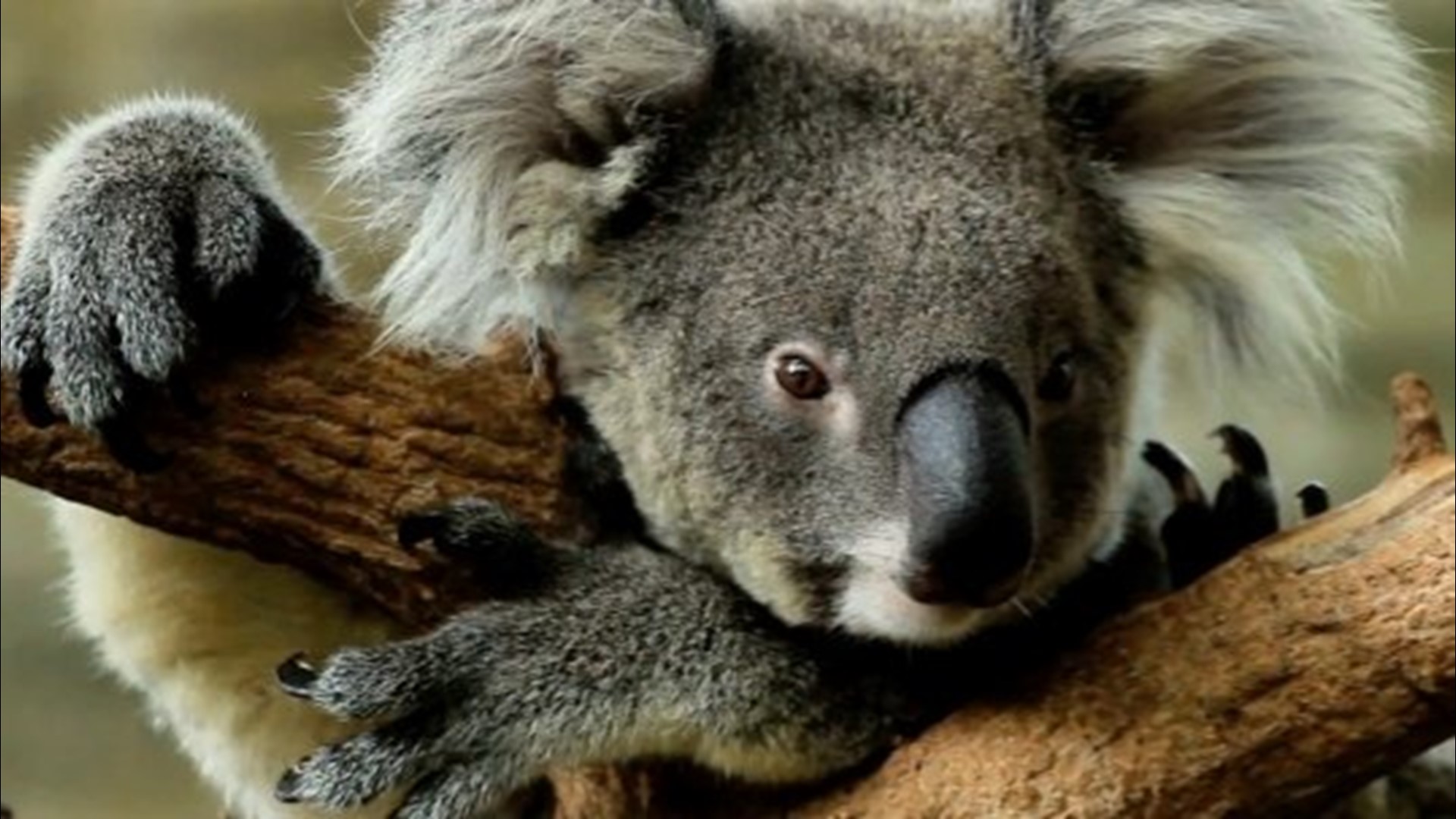 Australian Family Finds Koala In Christmas Tree | Wusa9.Com