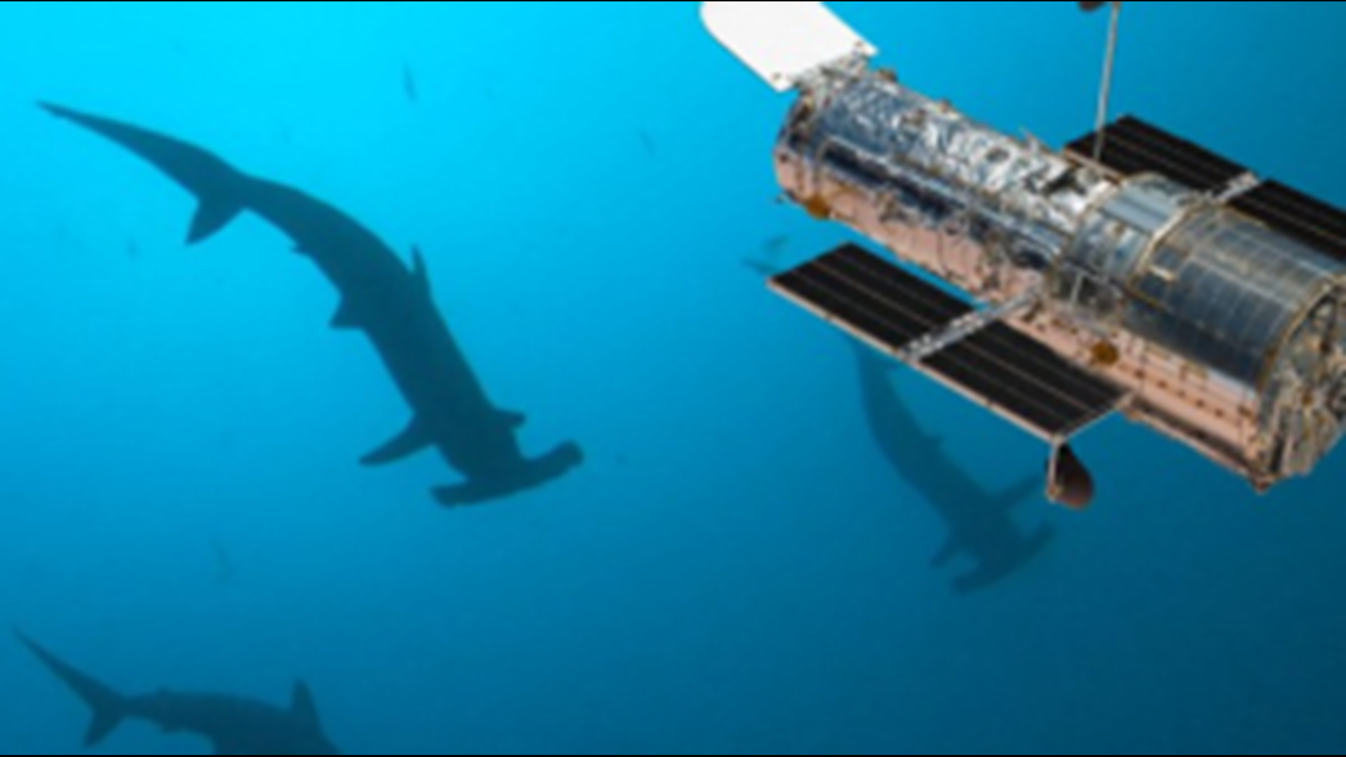 You wouldn't think NASA's Hubble Space Telescope would have anything in common with whale sharks, but they have a surprising connection.