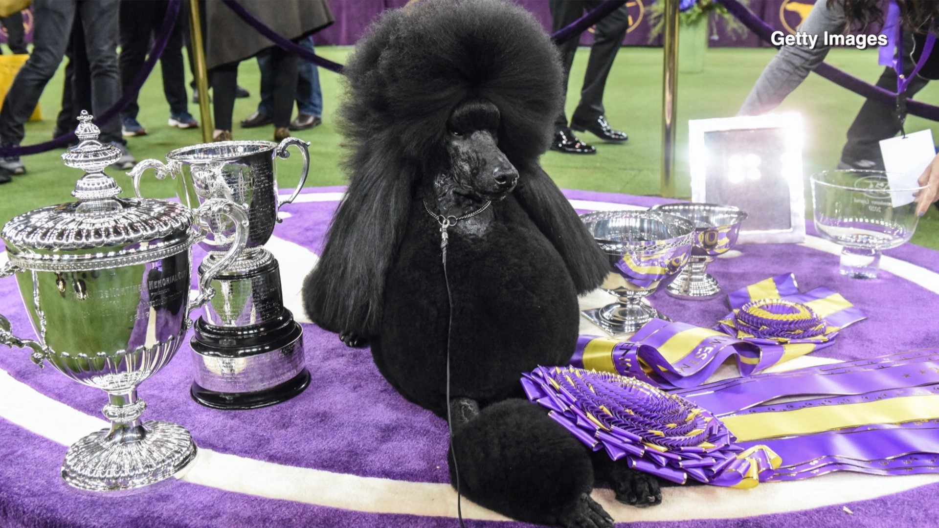 Westminster Dog Show Moving Venues Amid Pandemic Wusa9 Com