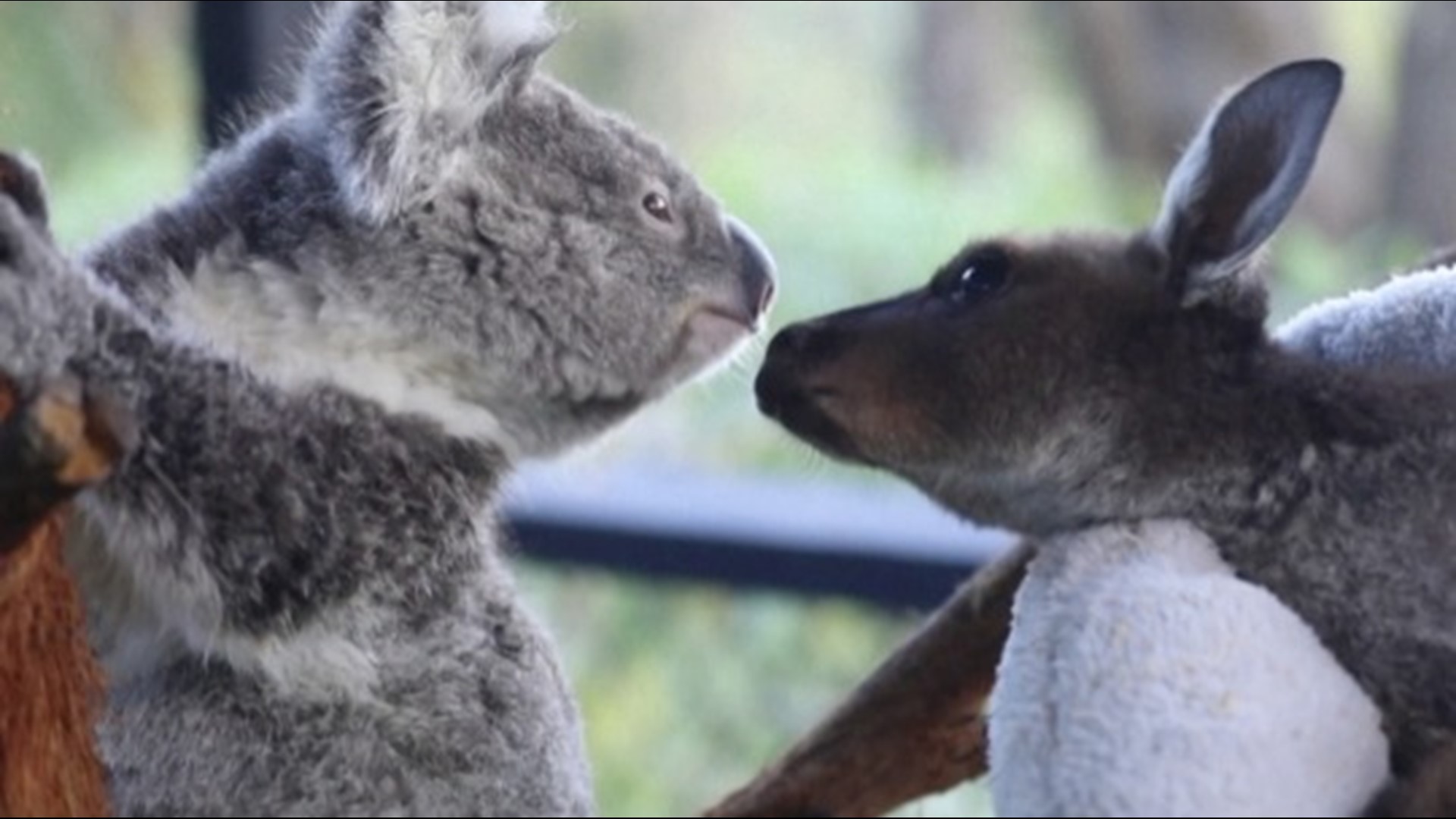 This might be the most Australian animal duo ever as a koala joey and kangaroo joey have formed quite the bond. Buzz60's Mercer Morrison has the story.