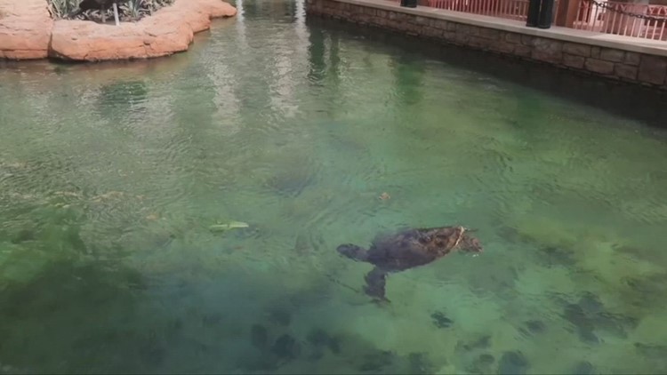 Inside Dubai Centre Where Sick Turtles Recover Before Returning to Sea