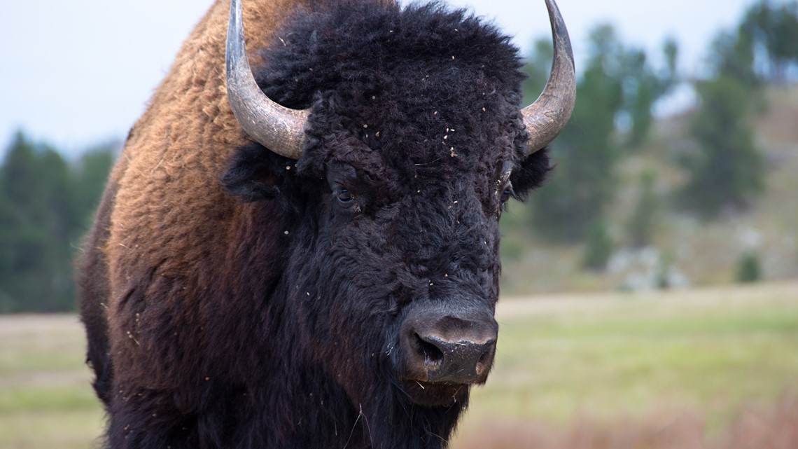 Bison rips pants off in violent attack at Custer State Park | wusa9.com