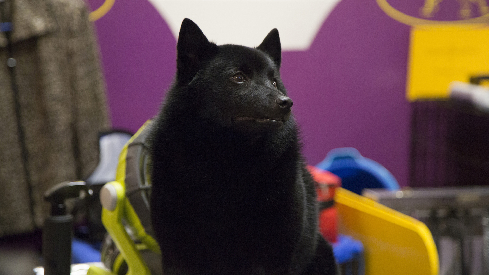 Dog show controversy Why schipperke was DQ'd at Westminster