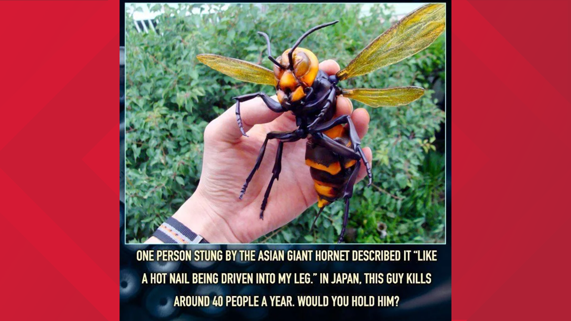 Japanese Wasp Sting