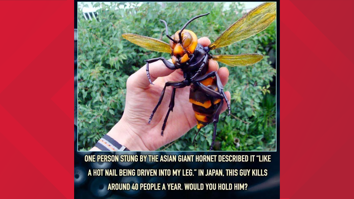 japanese wasp sting