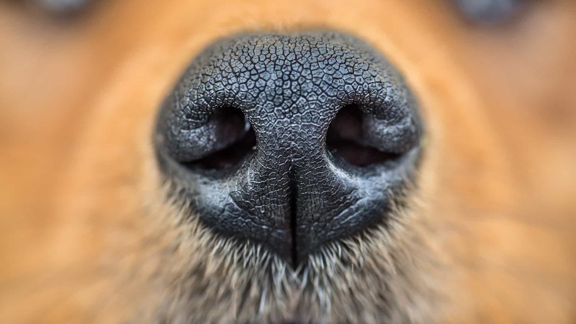Dogs smell COVID19 with 94 accuracy in preliminary study