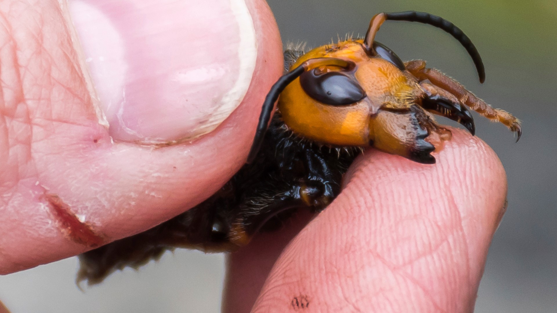 What is a murder hornet? | wusa9.com