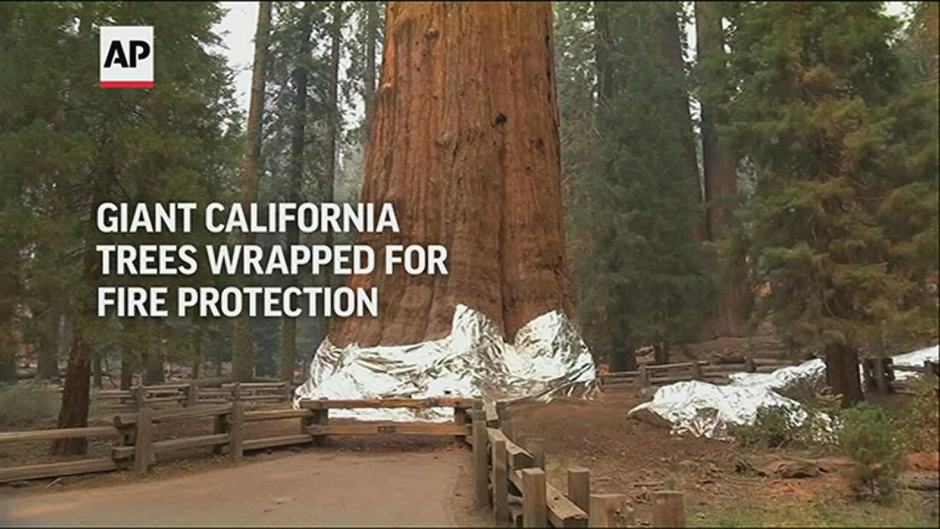 Fire crews in Sequoia National Park in California's Sierra Nevada are covering the base of some of the park's famous giant trees with fire protection wrap.