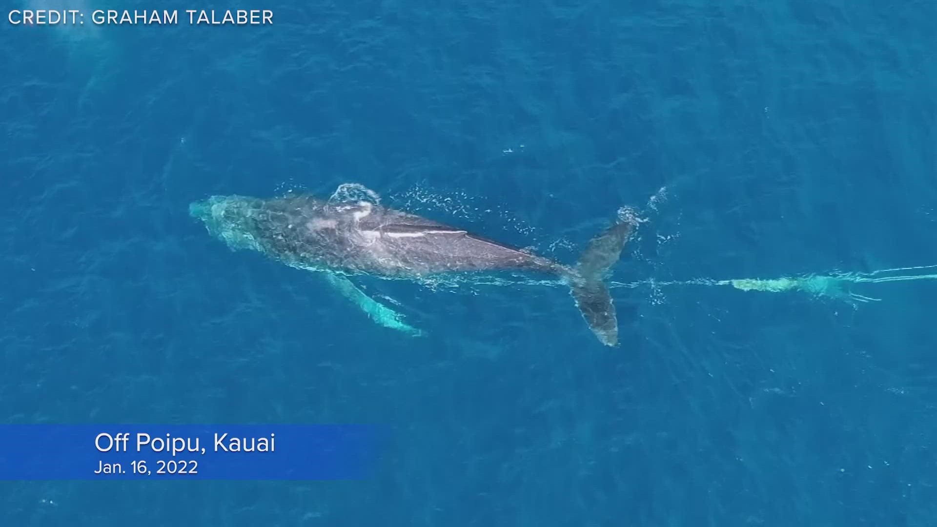 First responders removed about 2,000 feet of heavy-gauge line from the humpback whale last weekend, but it has gone missing with some gear still attached.