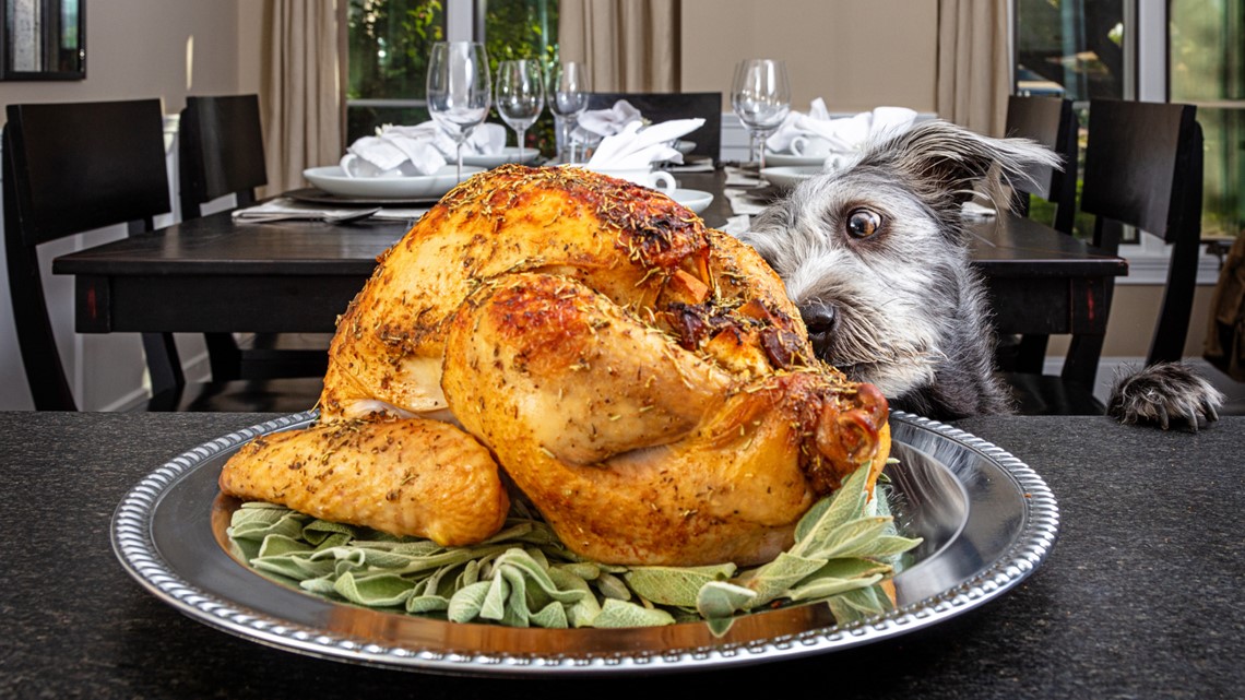 az-news-ai.blogspot.com - VERIFY: What not to feed your dog or cat at Thanksgiving - WUSA9.com