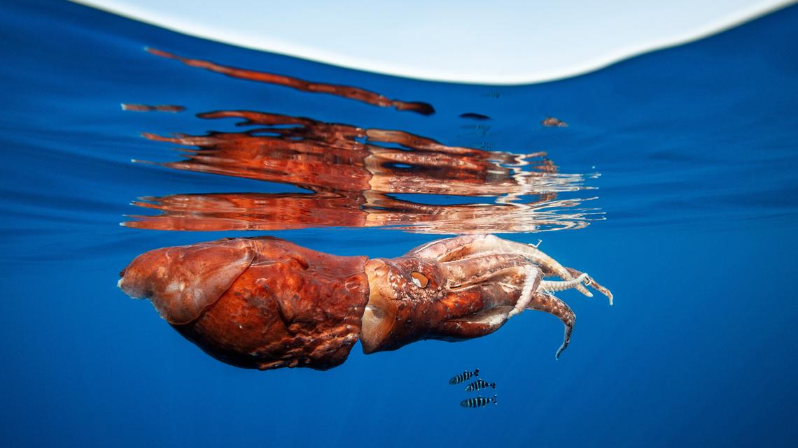 Giant squid detected off Australia in rare deep-sea discovery