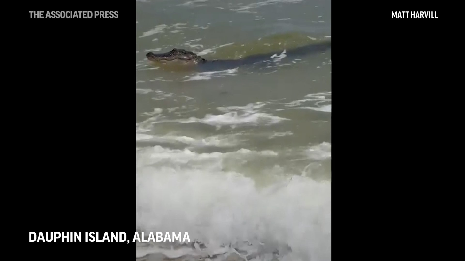 Local hunter hooks gator in Lusby, Local