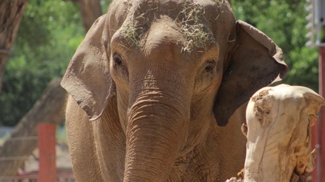 A New Mexico zoo got a surprise Sunday morning. Alice the Elephant was strolling along paths, eating the vegetation.