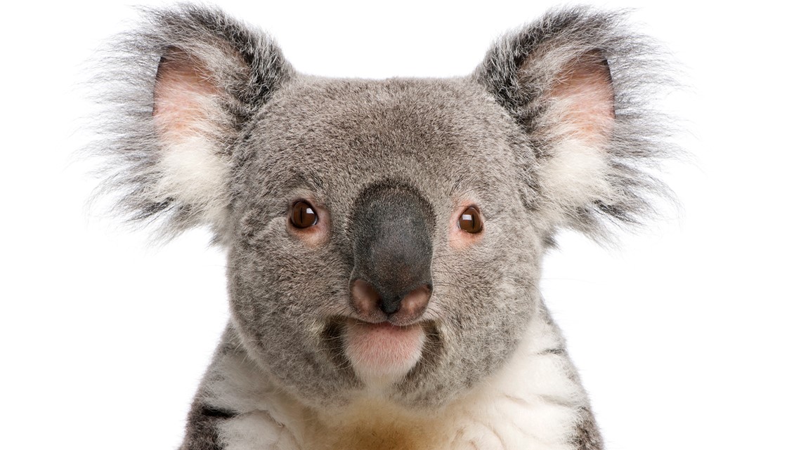 Australian Family Finds Koala In Christmas Tree | Wusa9.Com