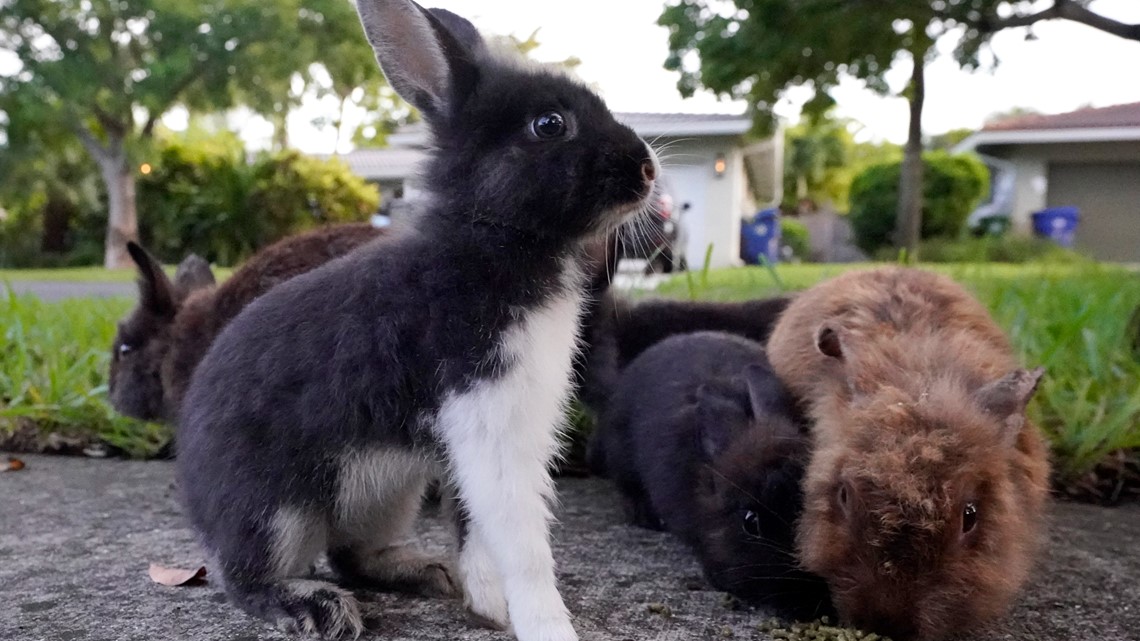 Florida neighborhood hopping with invasive lionhead rabbits - Vimarsana News