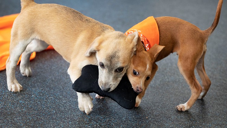 Puppy Named Apple Sets Aspca Relocation Milestone Wusa9 Com