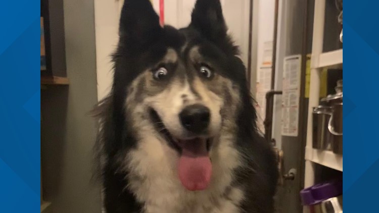 local husky breeders