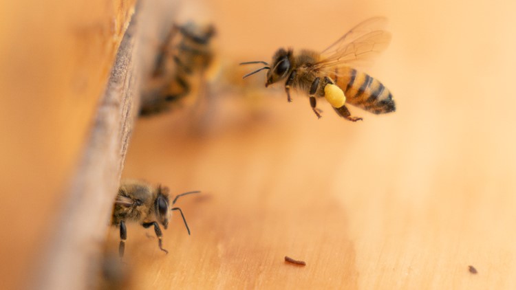 Buzzworthy: Honeybee health blooming at federal facilities across the country