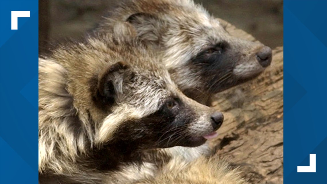 New COVID origins data point to raccoon dogs in China market