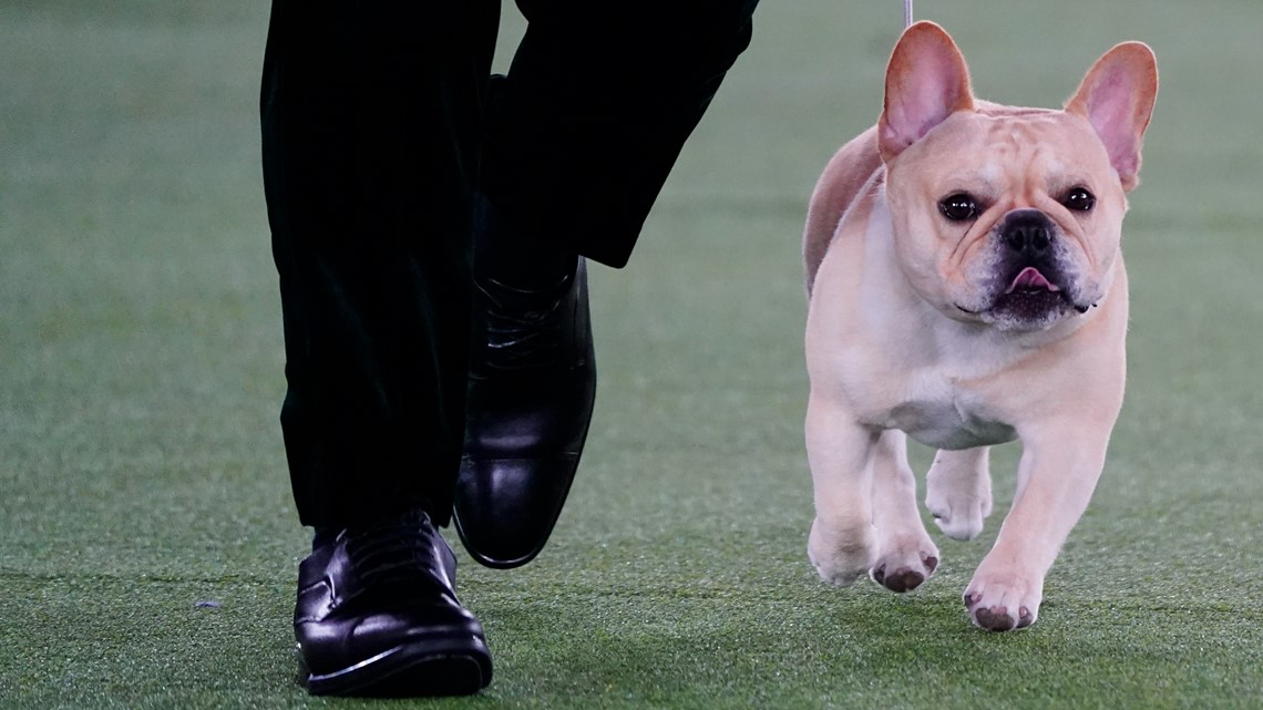 how to keep your french bulldog warm at night