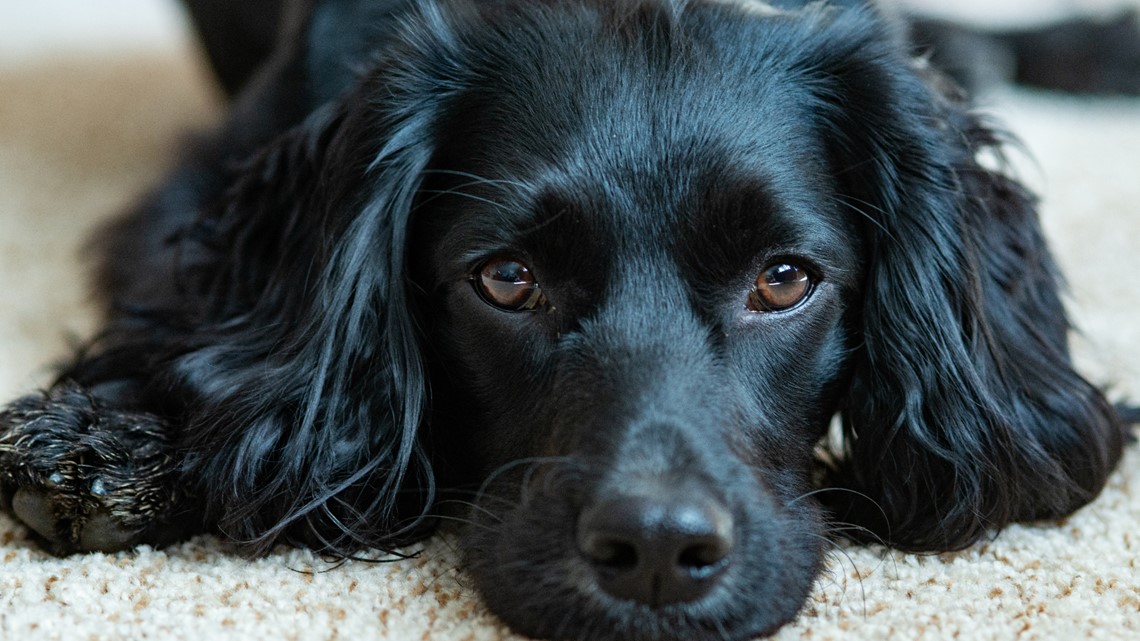 Spaniel with 6 legs gets extra limbs surgically removed - Vimarsana News