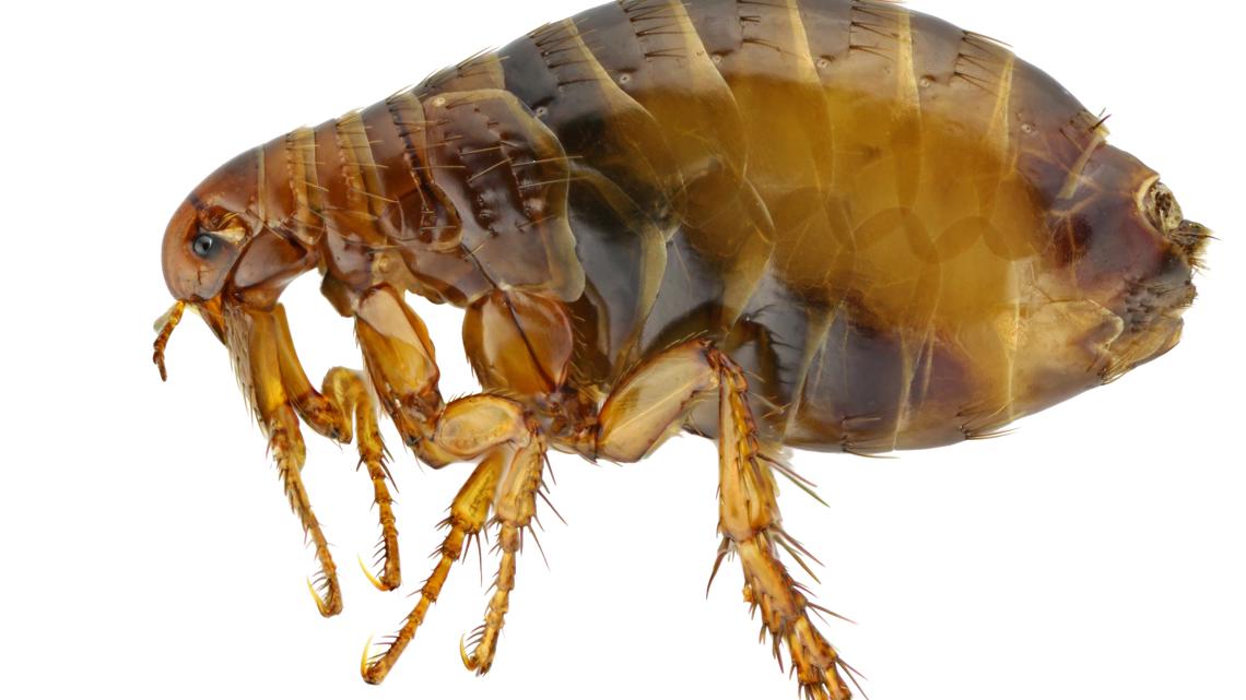 Hundreds hospitalized for flea-borne typhus in Los Angeles County last year, a record