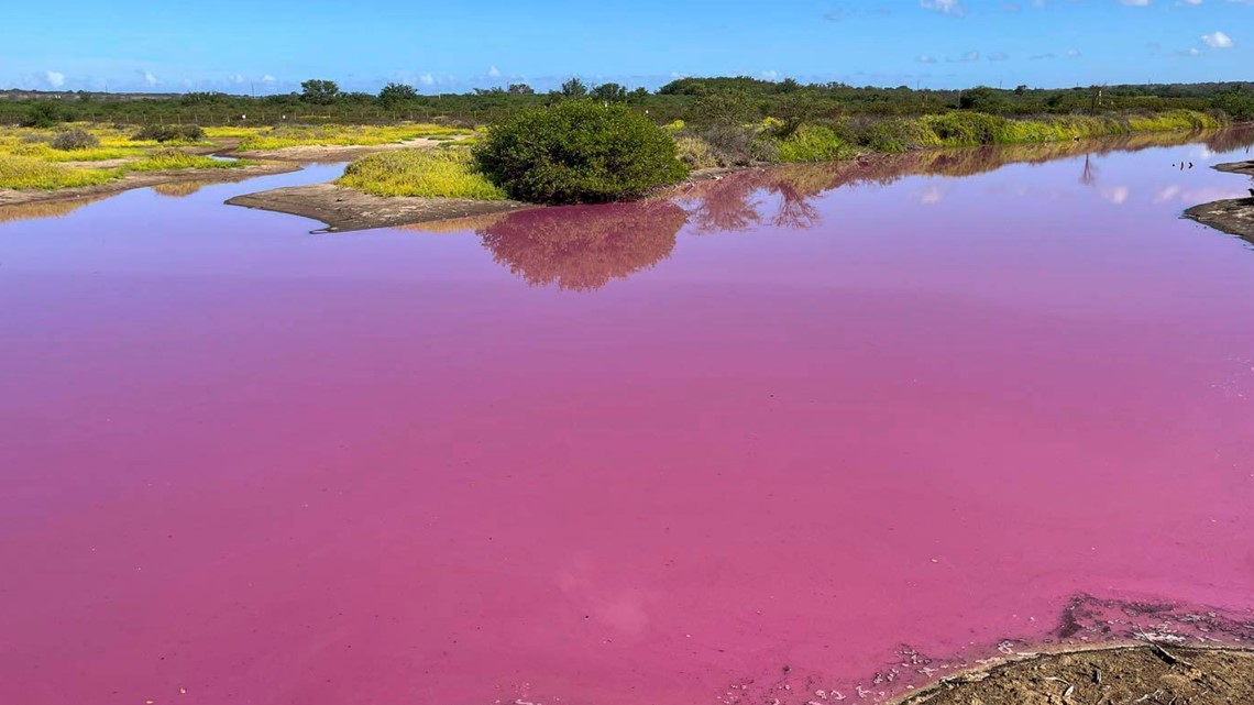 【pink hawaii】 Pond in Hawaii mysteriously turns pink | wusa9.com