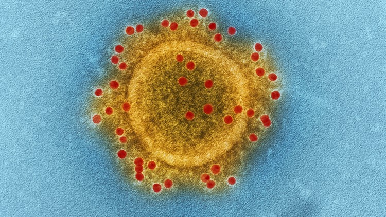 VERIFY: 'Coronavirus patents' are from older viruses, not current 