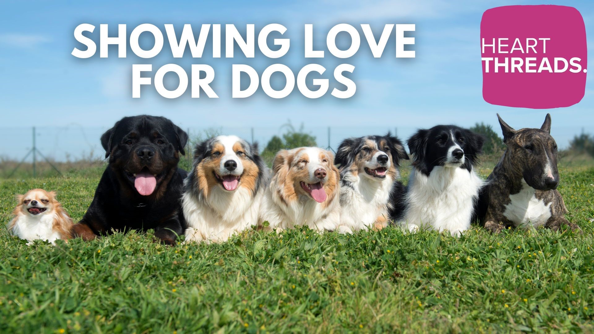 Heartwarming stories of dogs and how they are helpful companions for many. In this special we show our appreciation for all dogs out there making days brighter.