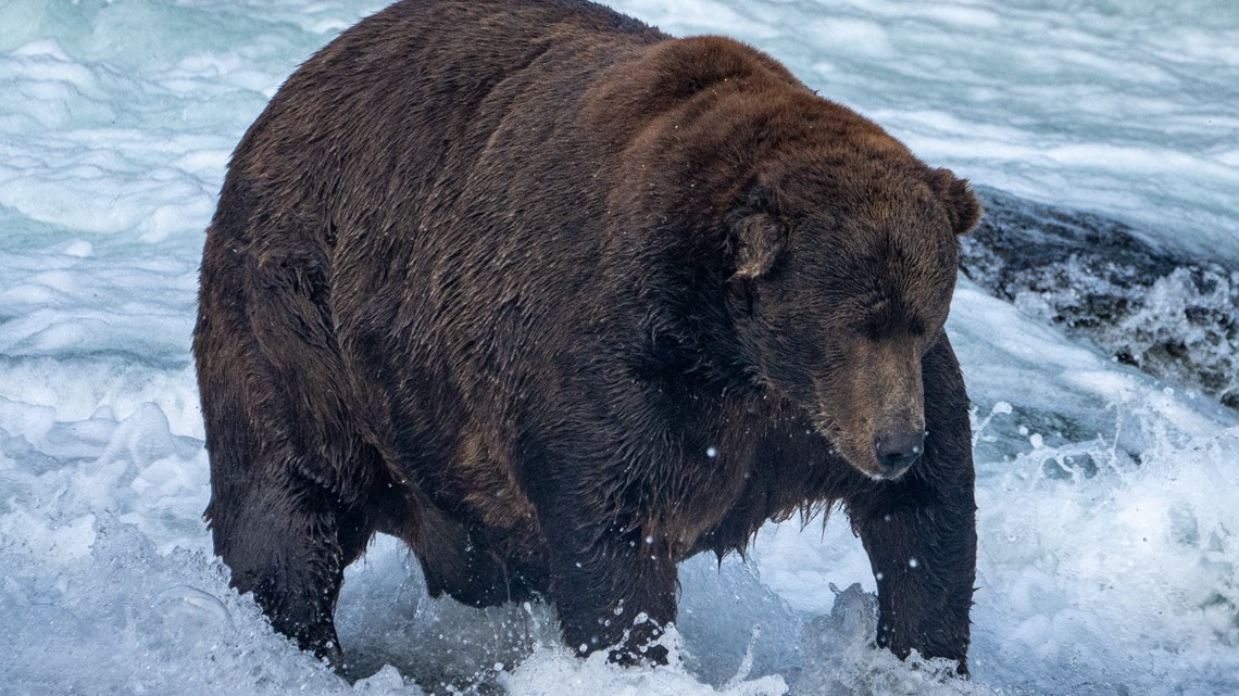 Fat Bear Week 2023 bracket Meet the chubby contenders