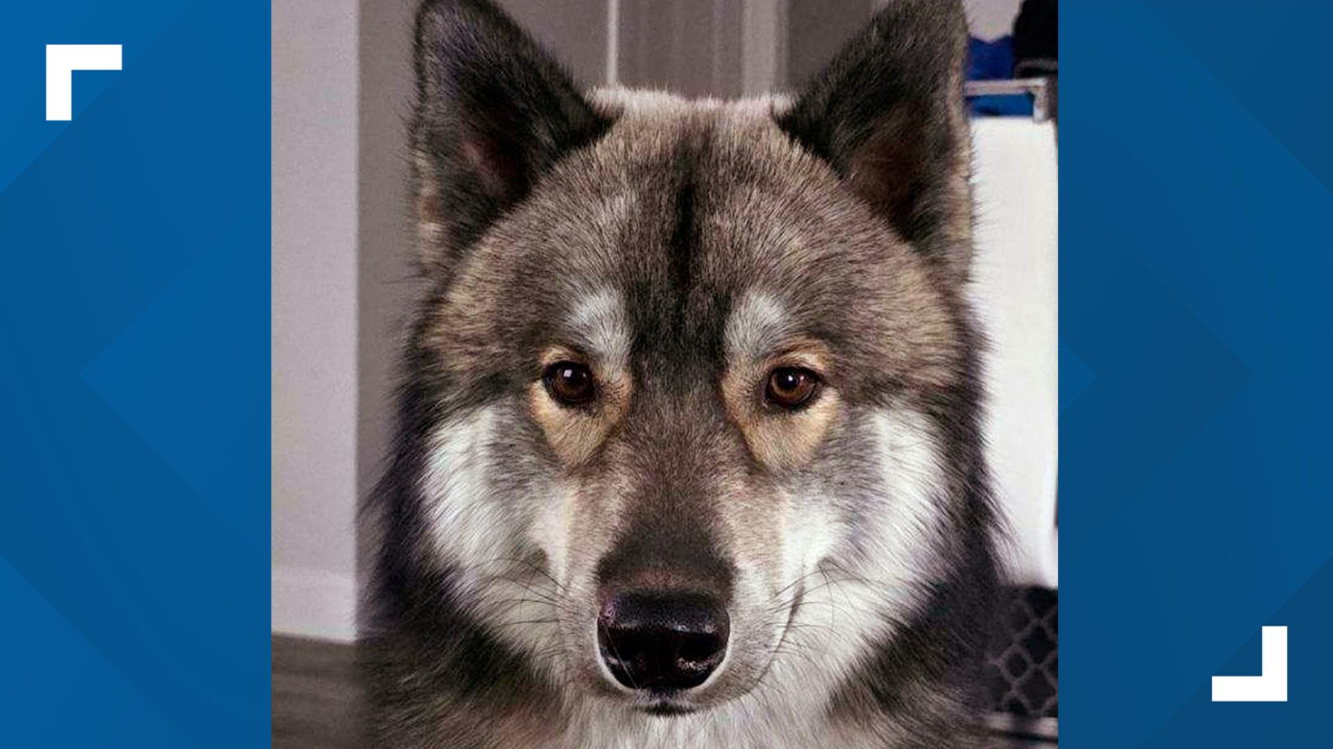 An animal control officer shot and killed a pet dog in a Massachusetts town after mistaking it for a coyote in what police are describing as a sad mix-up.