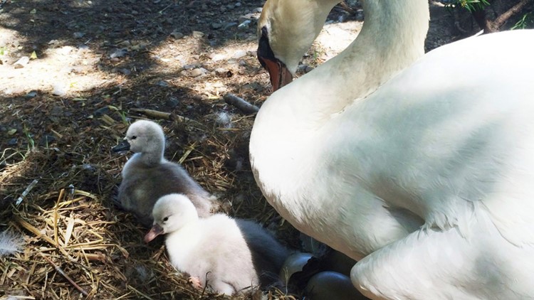 Beloved New York swan babies rescued after mother was eaten by family, police say