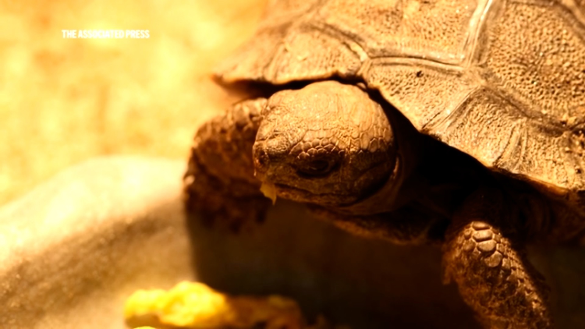 A pair of critically endangered, nearly 100-year-old Galapagos tortoises at the Philadelphia Zoo have become first-time parents.
