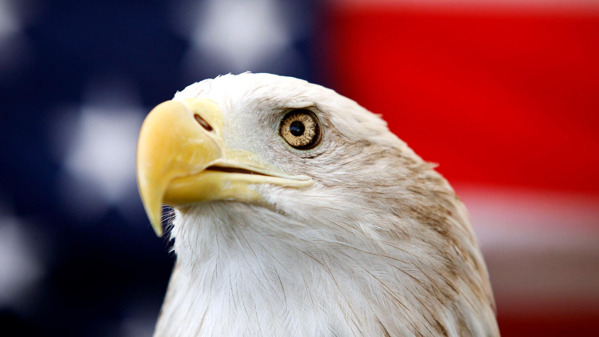 Bald eagle recognized as national bird of the US | wusa9.com