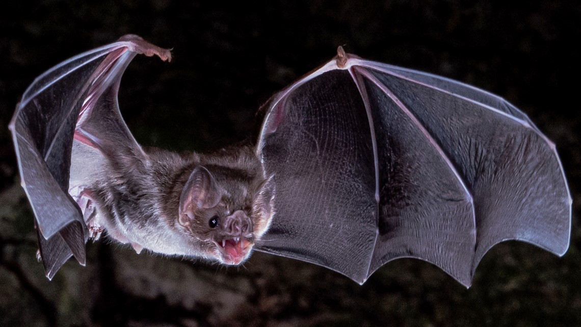 Vampire bats’ thirst for blood explained