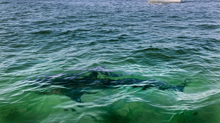 Recent shark bites scary, but serious injuries remain vanishingly rare