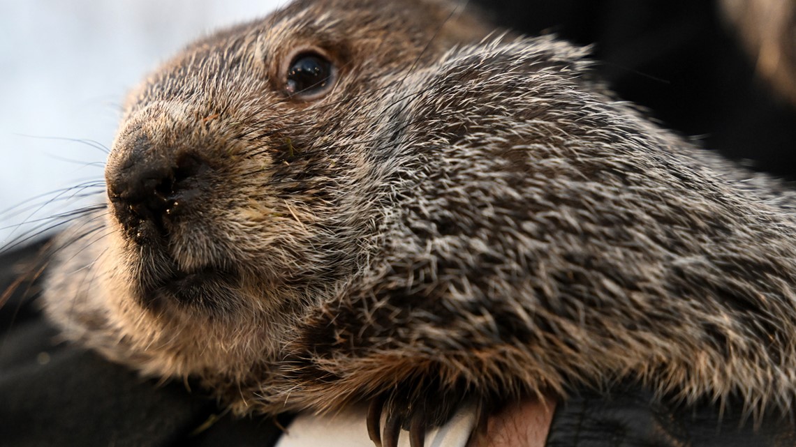 When is groundhog day? | wusa9.com - Vimarsana News