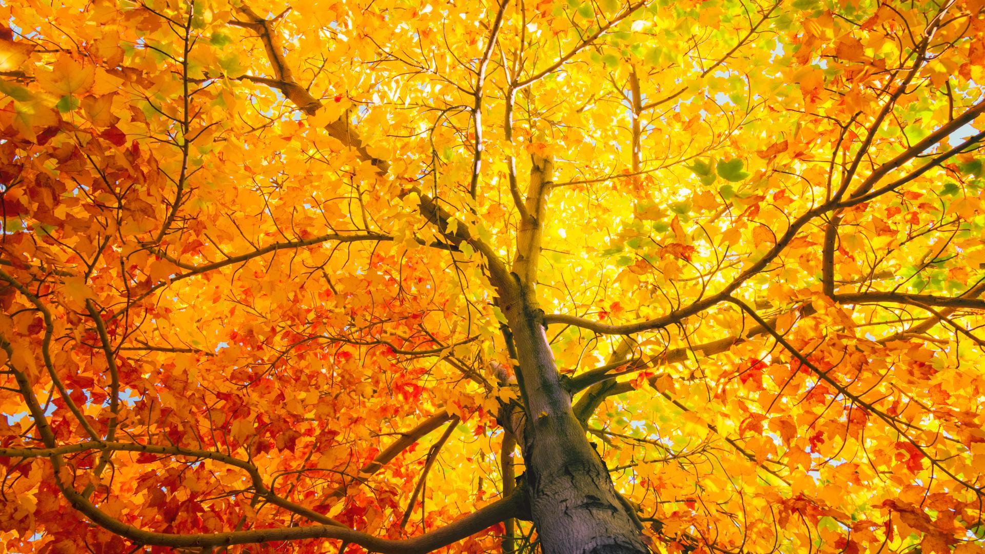 When does fall officially begin? | wusa9.com