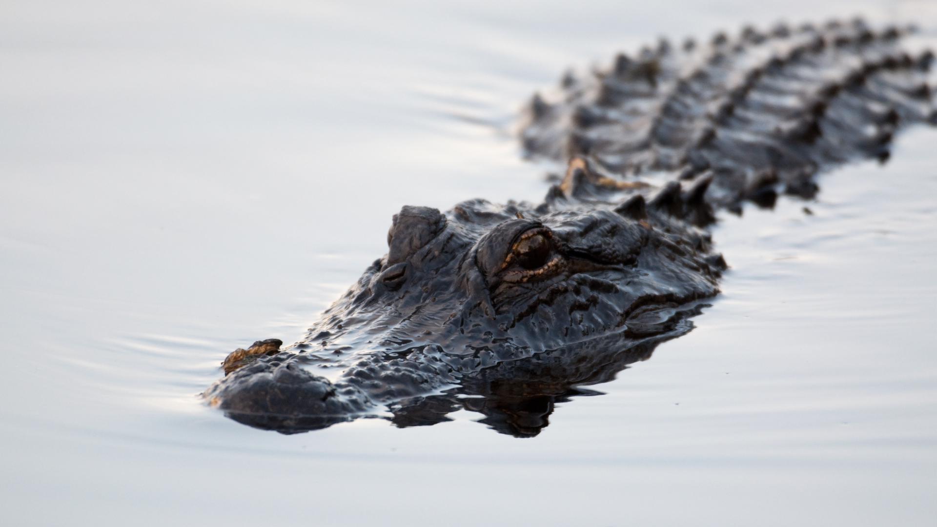 Florida man killed by nearly 12-foot alligator while fishing at park ...